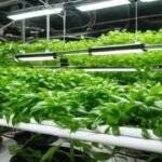 save-money-with-indoor-hydroponics[1]